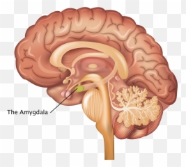 Angry Vein Png - Córtex Pré Frontal Ventromedial,Vein Png