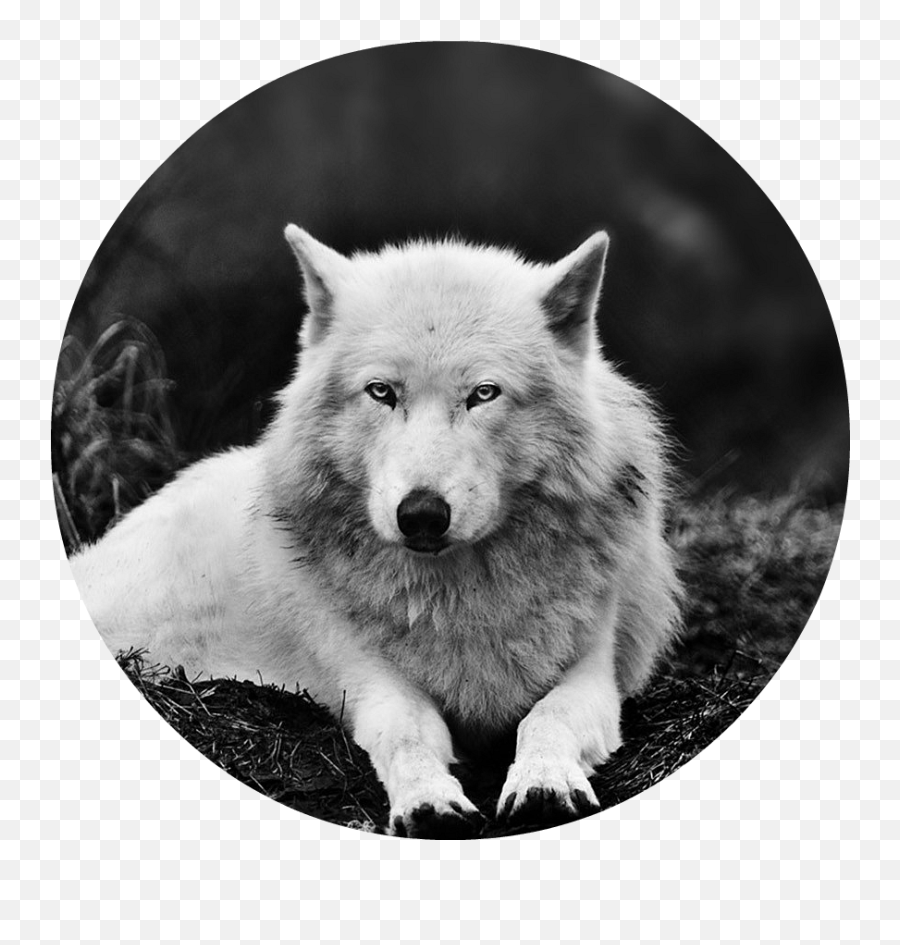 Download Black And White Wolf 16 Widescreen Wallpaper - White Wolf Png,Widescreen Png