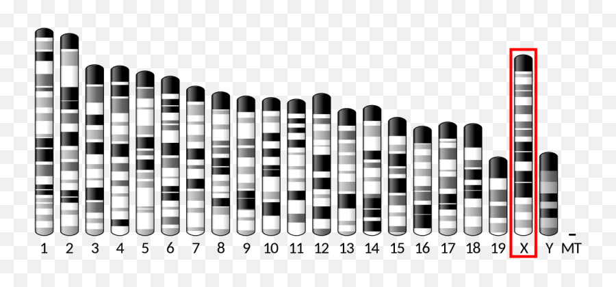 Ideogram House Mouse Chromosome X - Mouse Chromosome Png,Chromosome Png