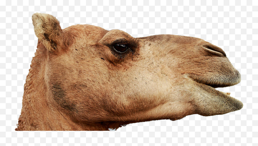 Camel Transparent Image - Camel Head Png,Camel Transparent