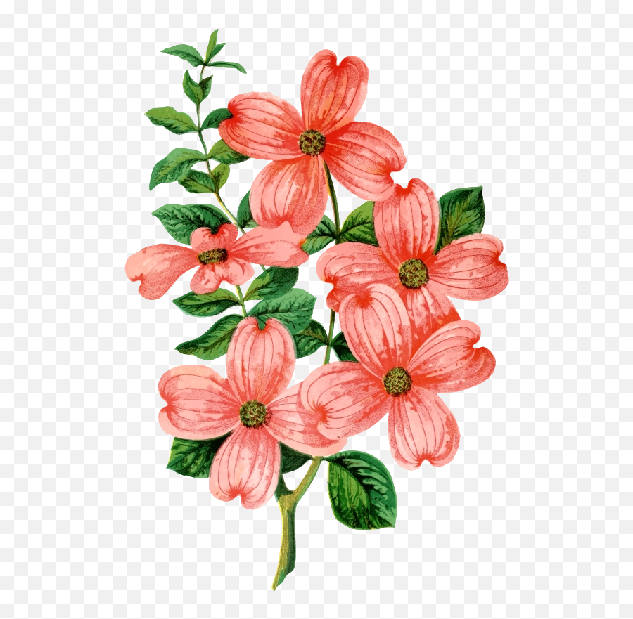 Download Free Png Dogwood - Lily Clipart Mountain,Dogwood Png