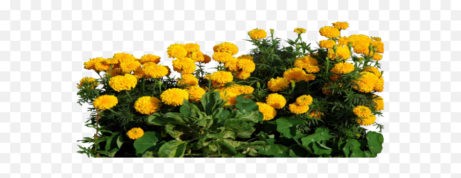 Marigold Clipart Transparent - Marigold Flower Plant Png,Marigold Png