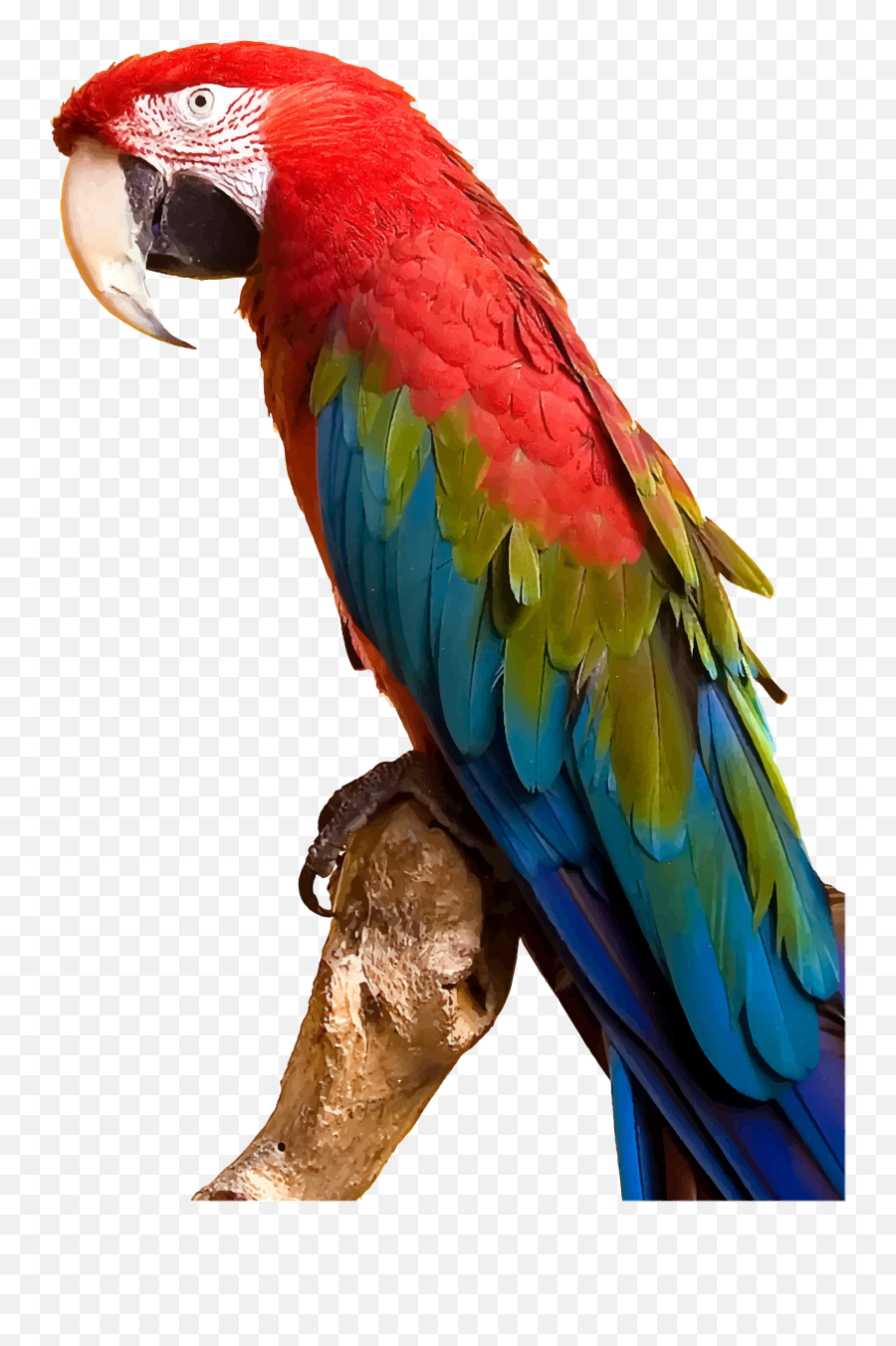 Vector Parrot Colourful Bird - Macaw Parrot Png,Parrot Transparent