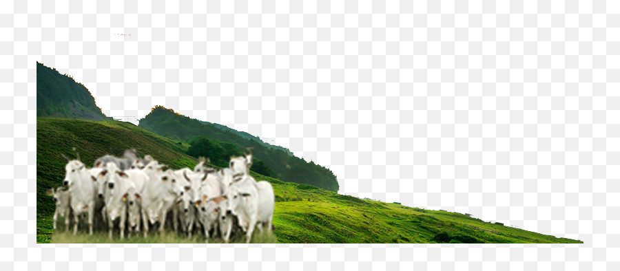 Cliff02png - Indian Cows Images Png,Cows Png