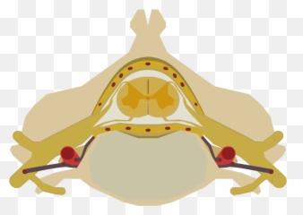 Download Open - Sumsum Tulang Belakang Png,Cord Png
