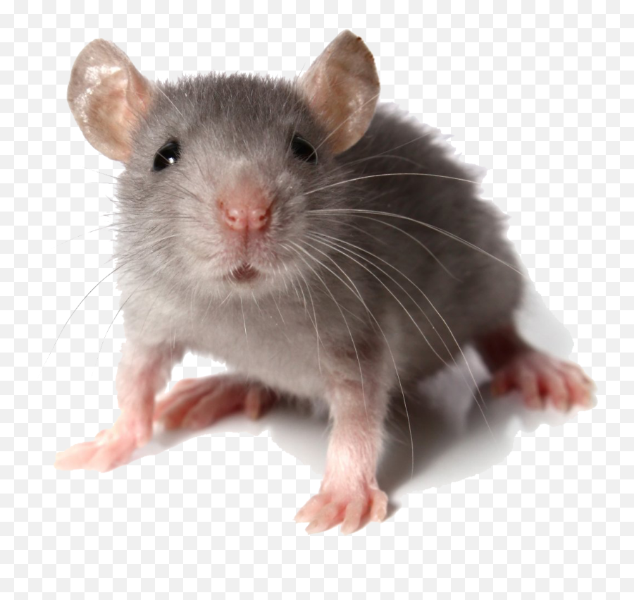 Rat Transparent Png - Mouse Looking At You,Rat Transparent