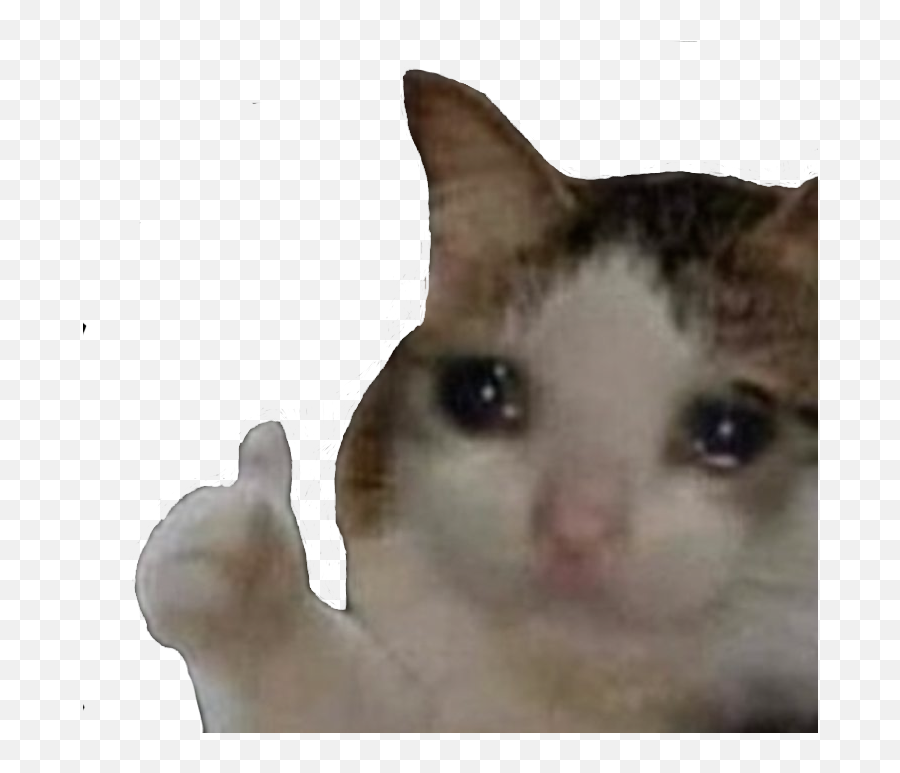 Sadcatthumbsup - Discord Emoji Sad But Happy Cat Png,Emoji Thumbs Up Png