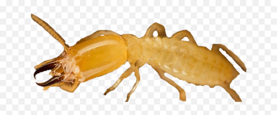 Termite Png Free Download - Termite,Termite Png