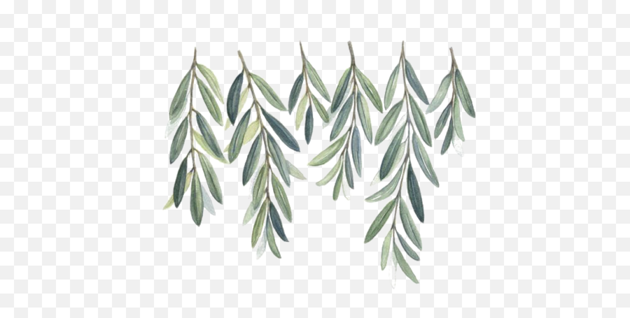 Download Watercolor Olive Branch Png - Bible Stickers Redbubble,Olive Branch Png