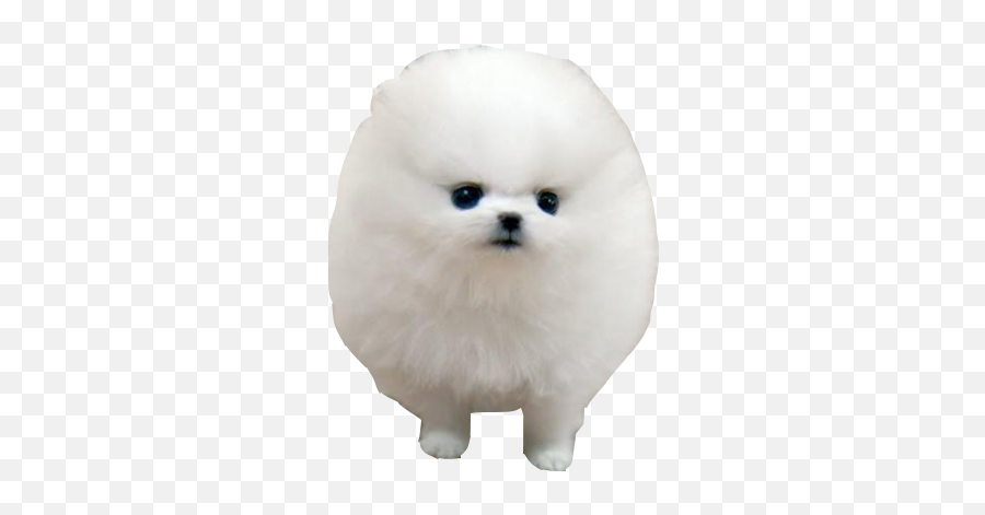 Pomeranian German Spitz Klein Japanese - So Fluffy I M Gonna Png,Cute Dog Png