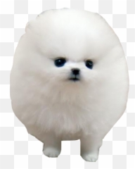Pomeranian German Spitz Klein Japanese - So Fluffy I M Gonna Png,Cute Dog Png