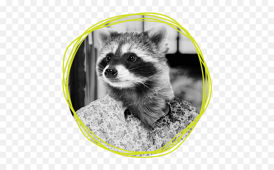 Jason U2014 H2m - Stock Images Raccoon Png,Racoon Png