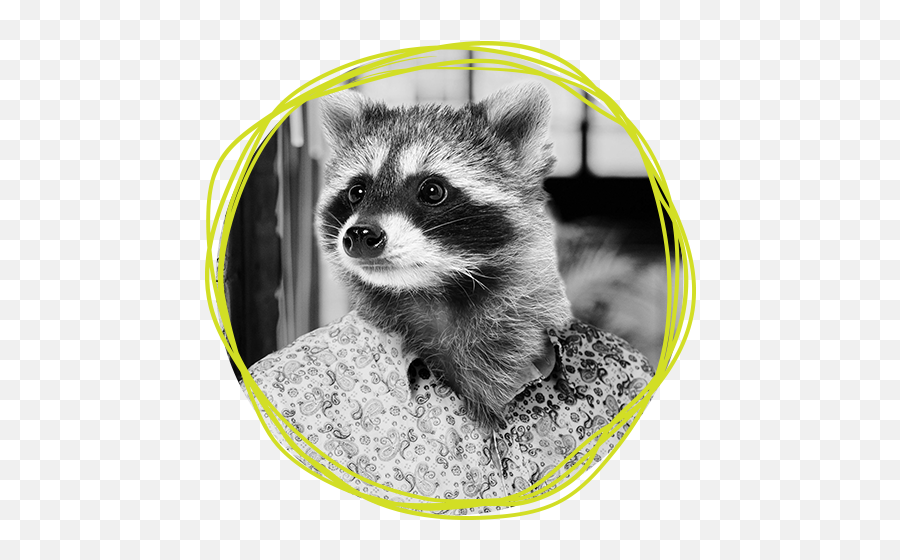 Jason U2014 H2m - Stock Images Raccoon Png,Racoon Png Jason U2014 H2m - Stock Images Raccoon Png,Racoon Png