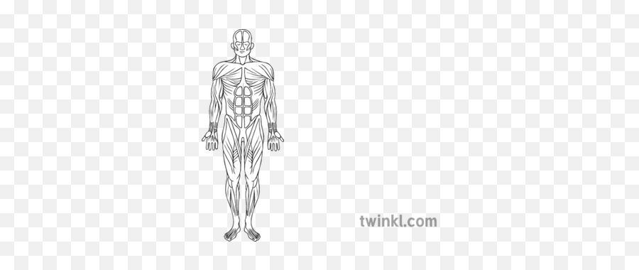 Muscular System Black And White Illustration - Twinkl Cavaliers Twinkl Png,Muscle Png