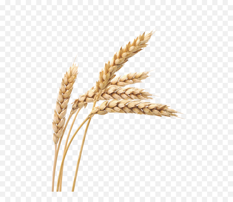 Grain Png And Vectors For Free Download - Dlpngcom Transparent Background Png Wheat Grain,Grain Texture Png