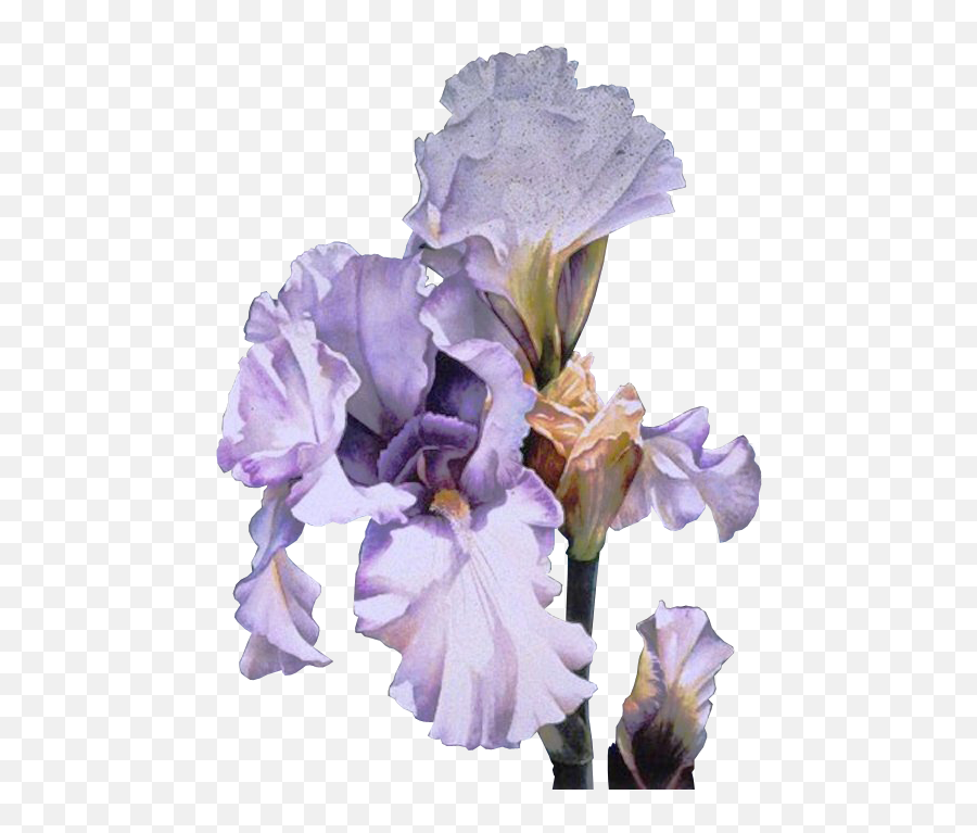 Orris Root Clip Art Irises Flower Gif - Arleta Pech Png,Iris Flower Png
