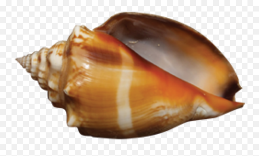 Best Shelling Locations In Florida - Hobbylark Games And Sea Snail Png,Sea Shells Png