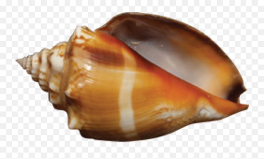 Best Shelling Locations In Florida - Hobbylark Games And Sea Snail Png,Sea Shells Png Best Shelling Locations In Florida - Hobbylark Games And Sea Snail Png,Sea Shells Png