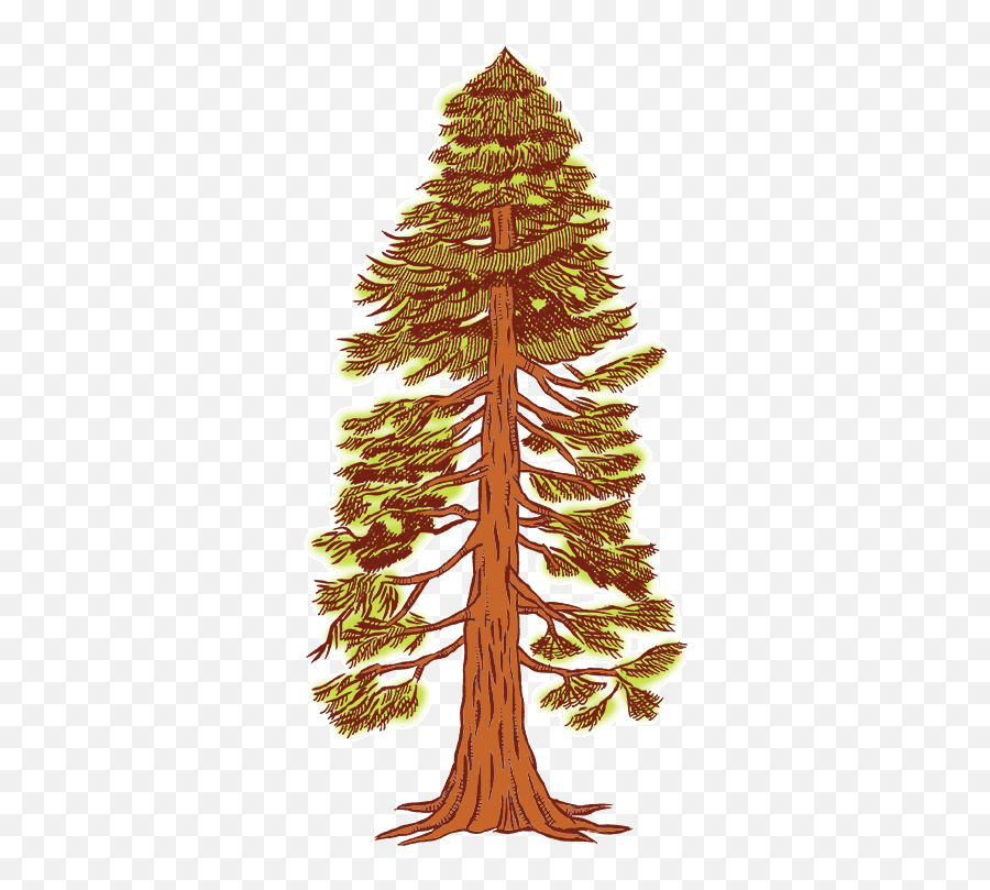 Free Redwood Cliparts Download - Drawing Of A Redwood Tree Png,Redwood Tree Png