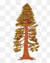Free Redwood Cliparts Download - Drawing Of A Redwood Tree Png,Redwood Tree Png