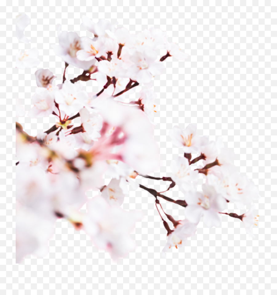 Sakura Cherry Blossom 2019 A Lovely Fresh - Cherry Blossom Png,Cherry Blossom Branch Png