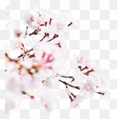 Sakura Cherry Blossom 2019 Lovely Fresh - png