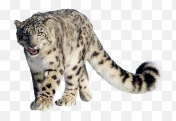 Snow Cloud Png Black And White Transparent - Leopard Background