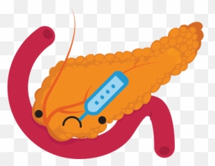 Transparent Pancreas Png - Clipart