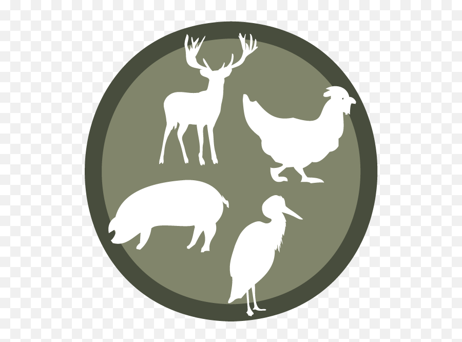 Hiking And Camping With Dogs - Article Avery Creek Pet Animal Figure Png,Deer Icon Tumblr