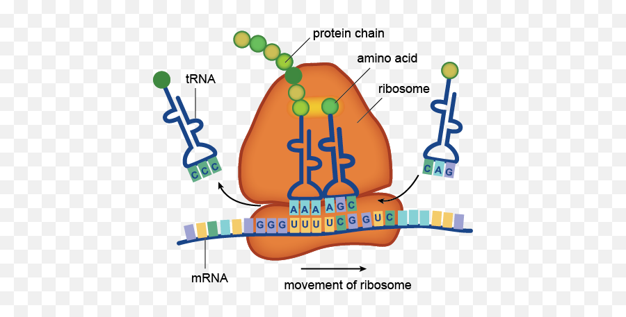 To What Organelle Structure In The Cell Does Mrna Attach - Protein Synthesis Clipart Png,Amino Acid Icon