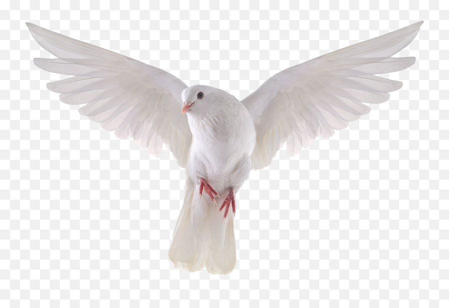 Dove Transparent Png Pictures