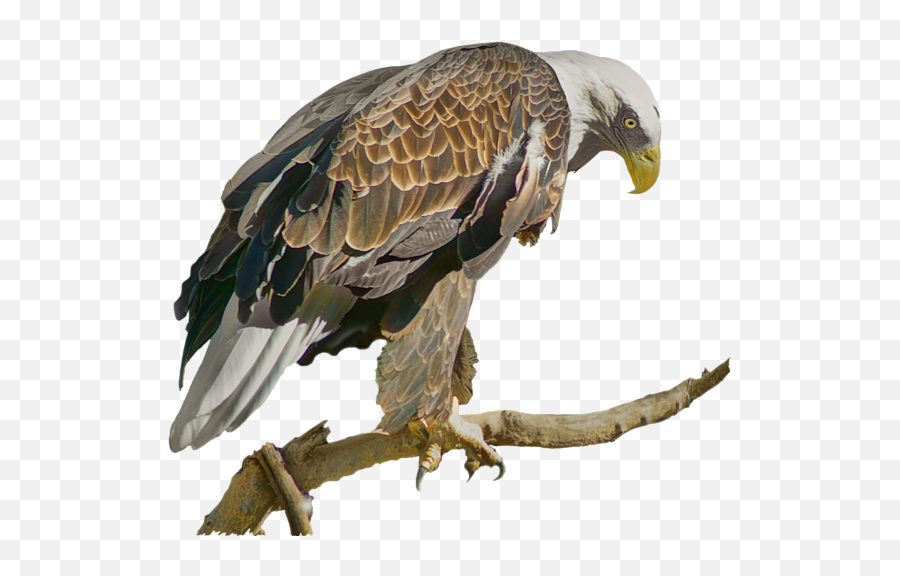 Bald Eagle - Hawk Png,Bald Eagle Transparent