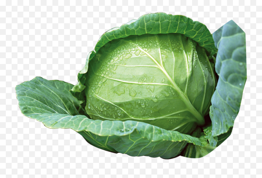 Green Cabbage Png Download - Cabbage Images Free Download,Cabbage Png