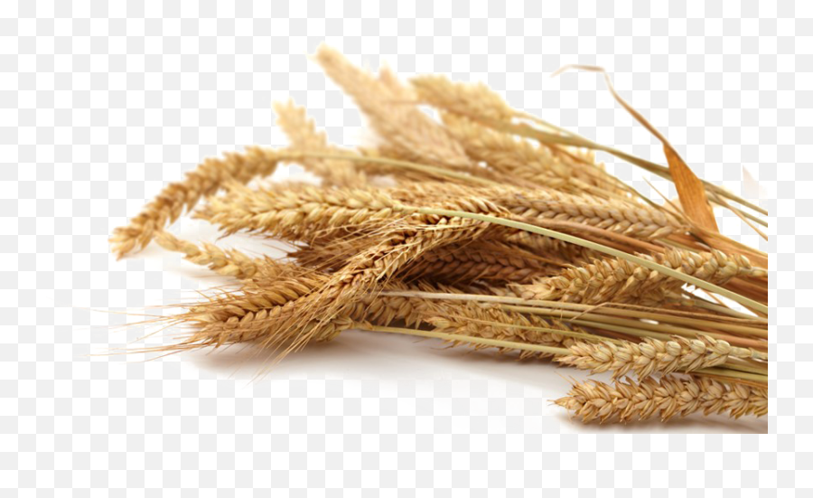 Grain Png Transparent Picture - Grain Png,Wheat Transparent Background