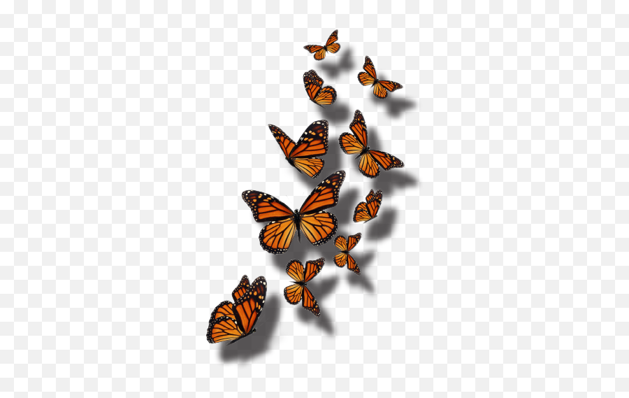 Home - Group Of Monarch Butterflies Transparent Png,Monarch Butterfly Png