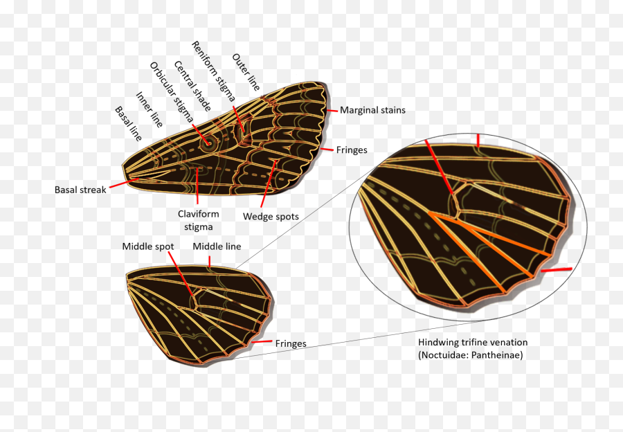 Filenoctuidae Wingspng - Wikipedia Noctuidae Wing Venation,Liver Png