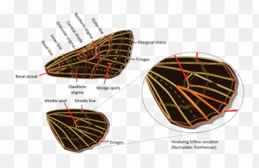 Filenoctuidae Wingspng - Wikipedia Noctuidae Wing Venation,Liver Png