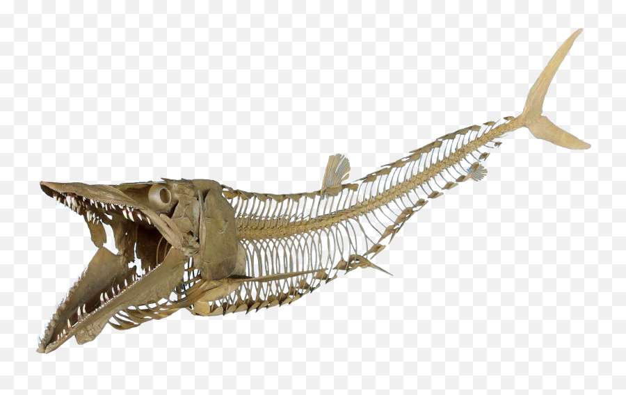 Cimolichthys Sign Skeleton - Fish Fossil Png Sturgeon Skeleton,Skeletons Png