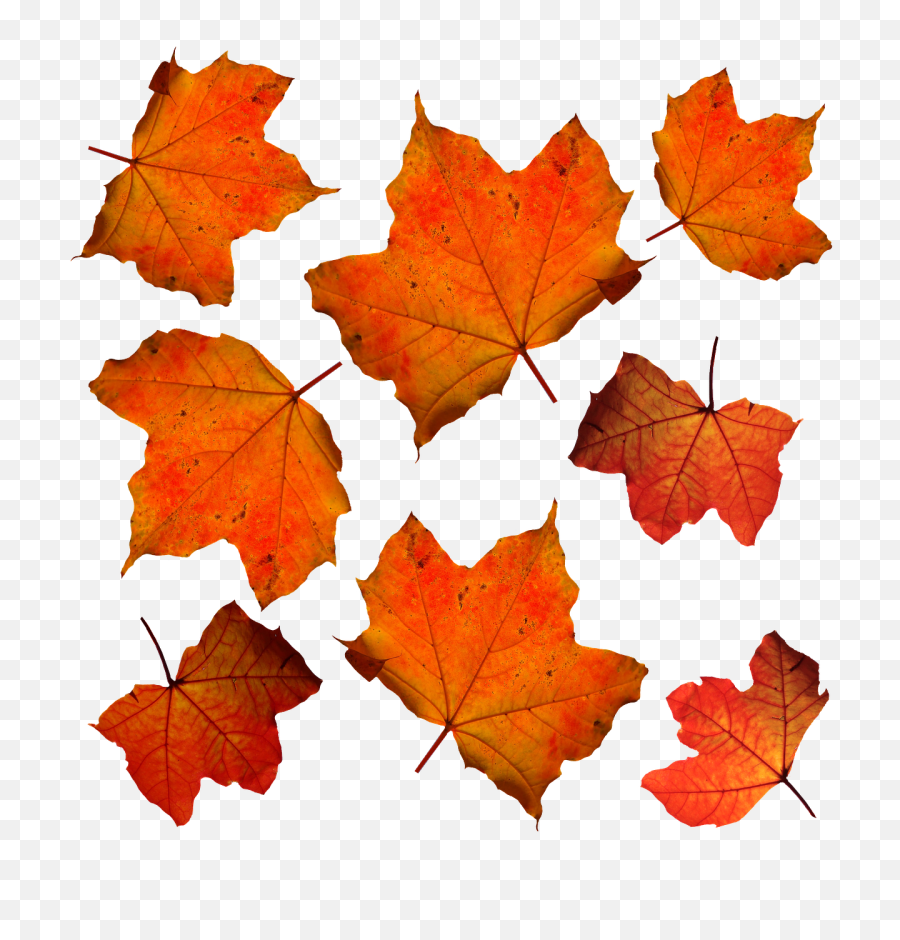 Autumn Leaves Leaf Png Images Leafs 7png Snipstock - Hojas De Color Naranja,Autumn Leaves Png