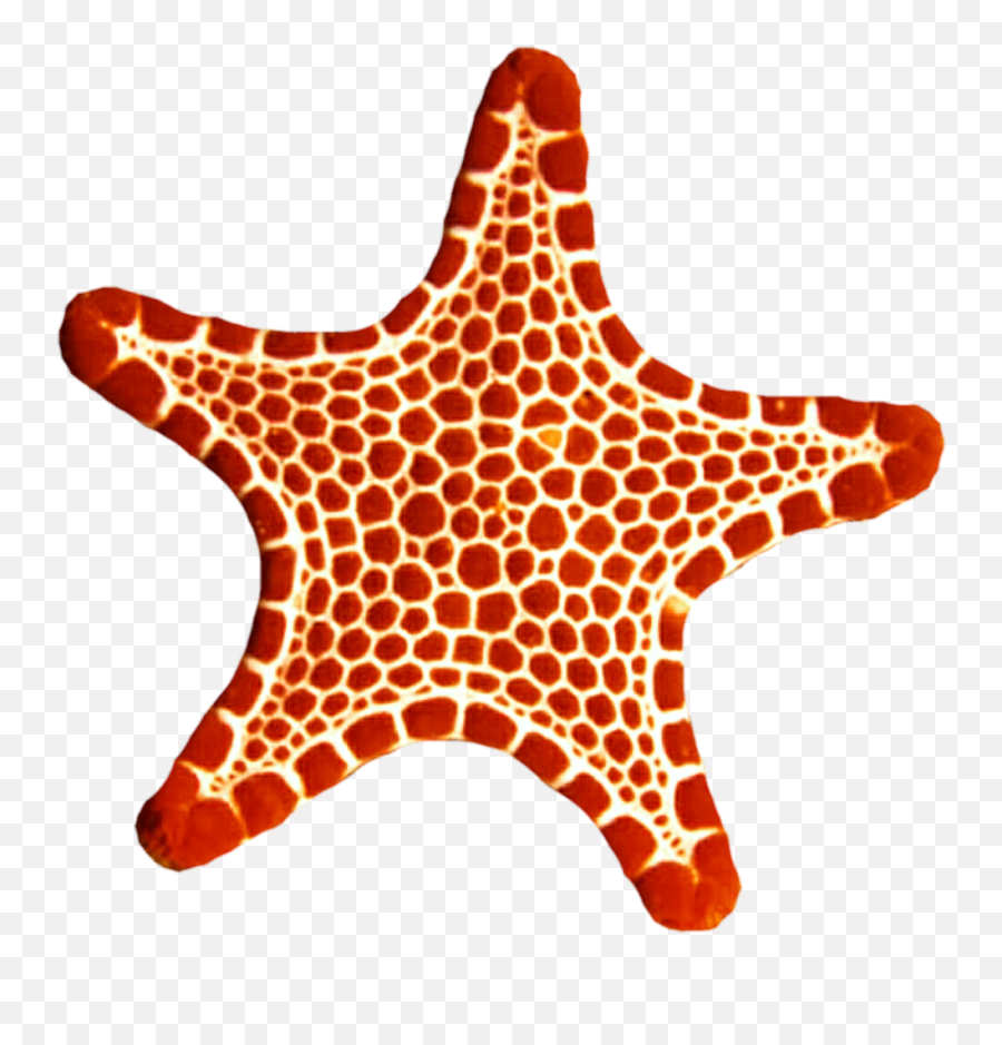 Download Sea Star Png Photo - Sea Star Picture Transparent,Sea Star Png