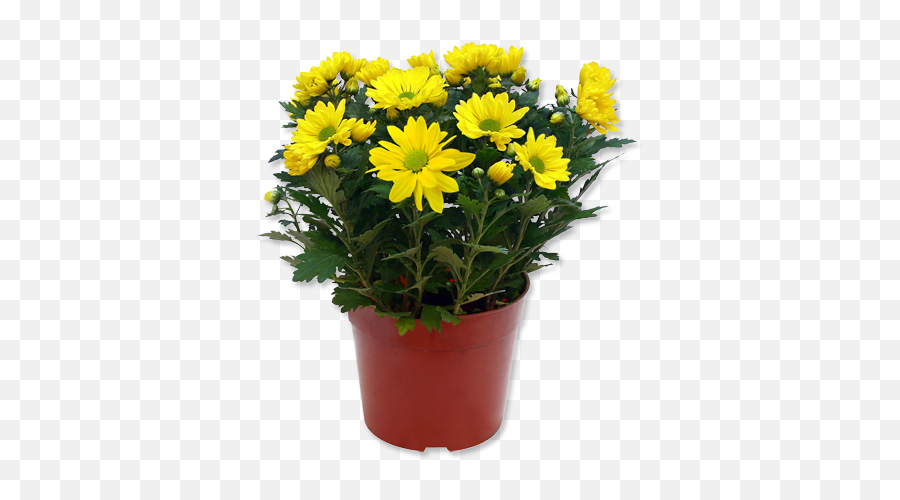 Download Hd Outdoor Potted Plants Png - Yellow Flower Pot Png,Flower Pot Png