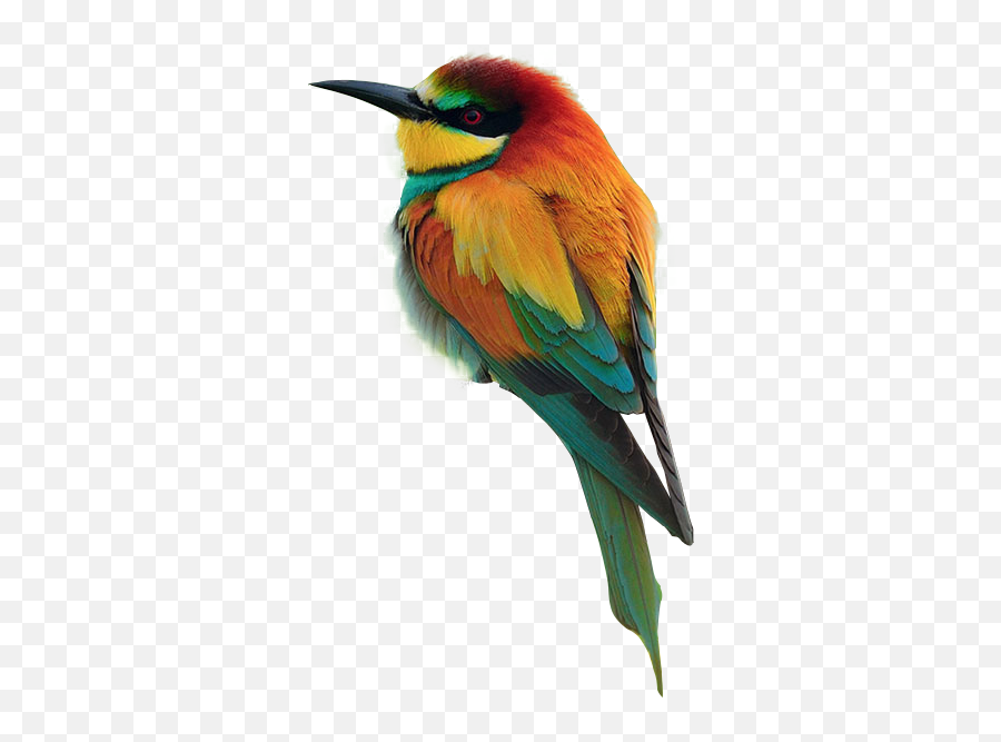 Pretty Bird Png Official Psds - Beautiful Images Of Different Birds,Pretty Png