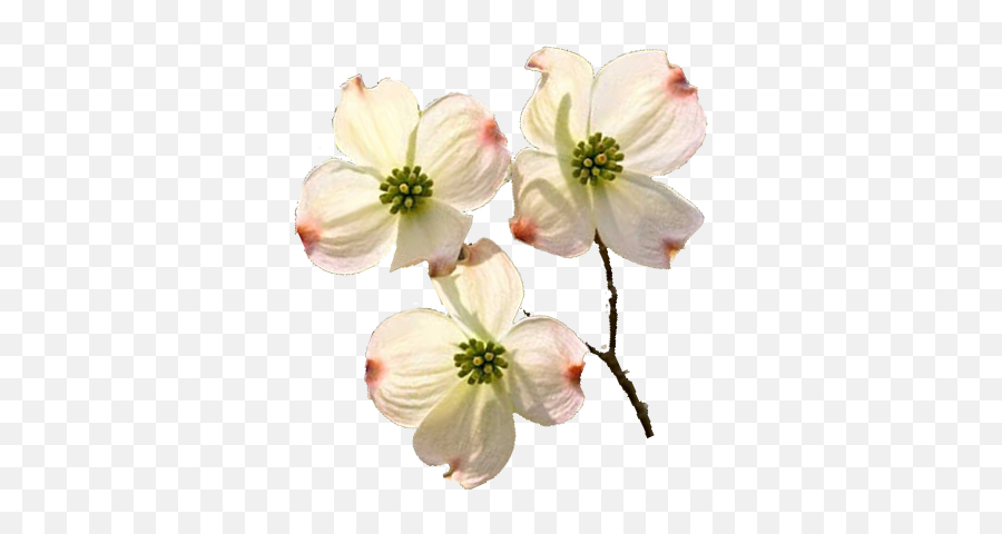 Picture Library - Transparent Background Flowers Dogwood Png,Dogwood Png