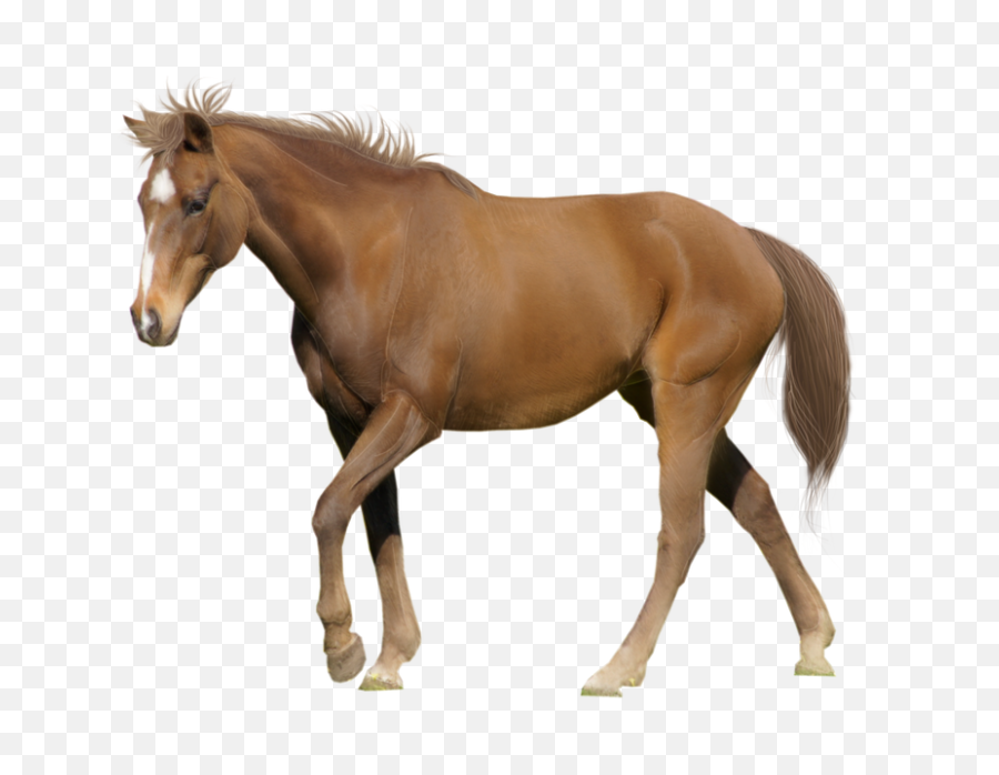 Png Background - Horse White Background,Horse Transparent
