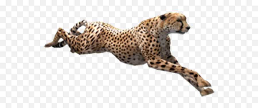 Download Cheetah Running Png - Transparent Png Png,Running Transparent