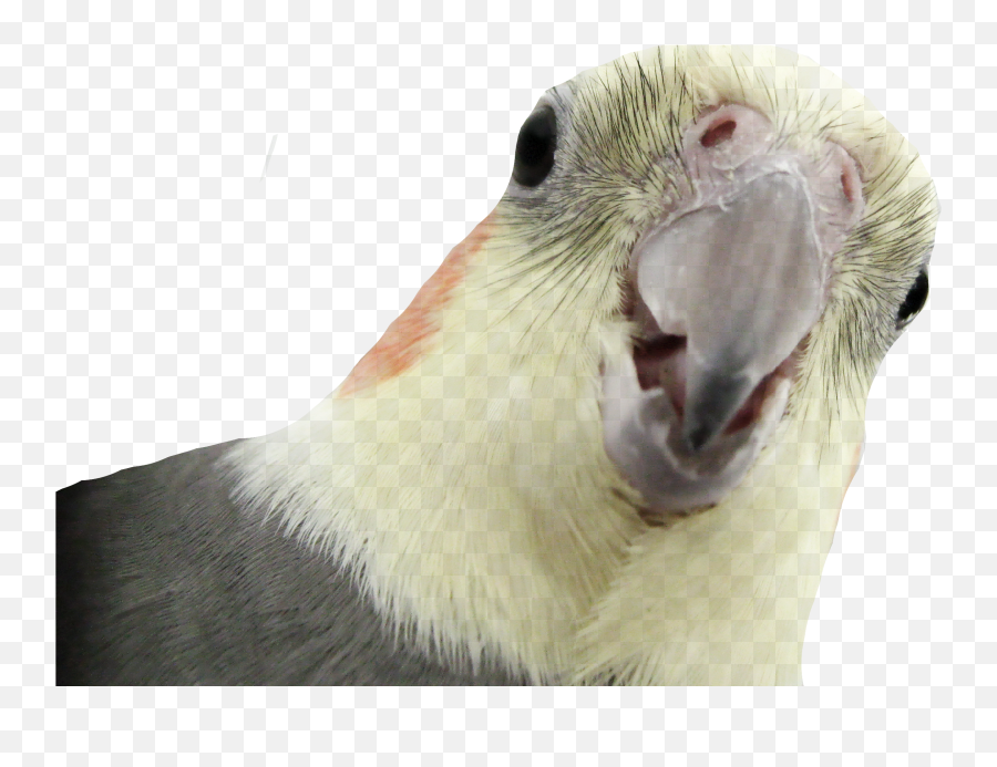 Download Parrot Png Transparent Images - Parrot Nimfa Png,Parrot Transparent