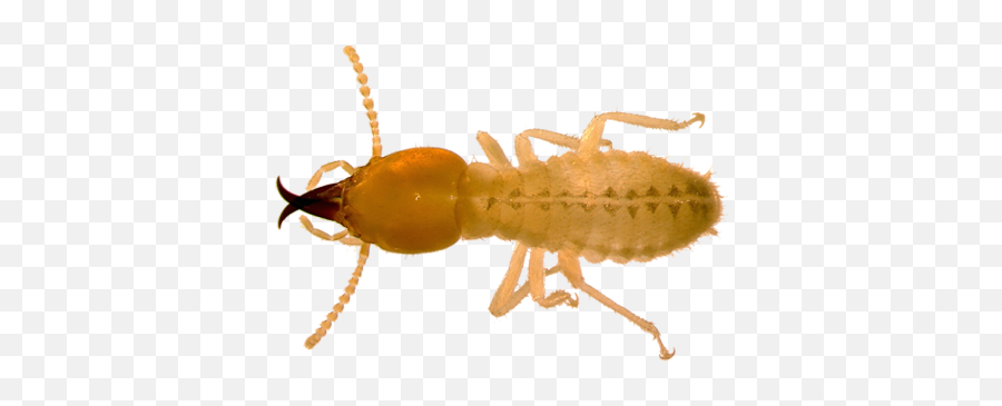 Subterranean Termites Facts - Types Of Insects In Florida Png,Termite Png