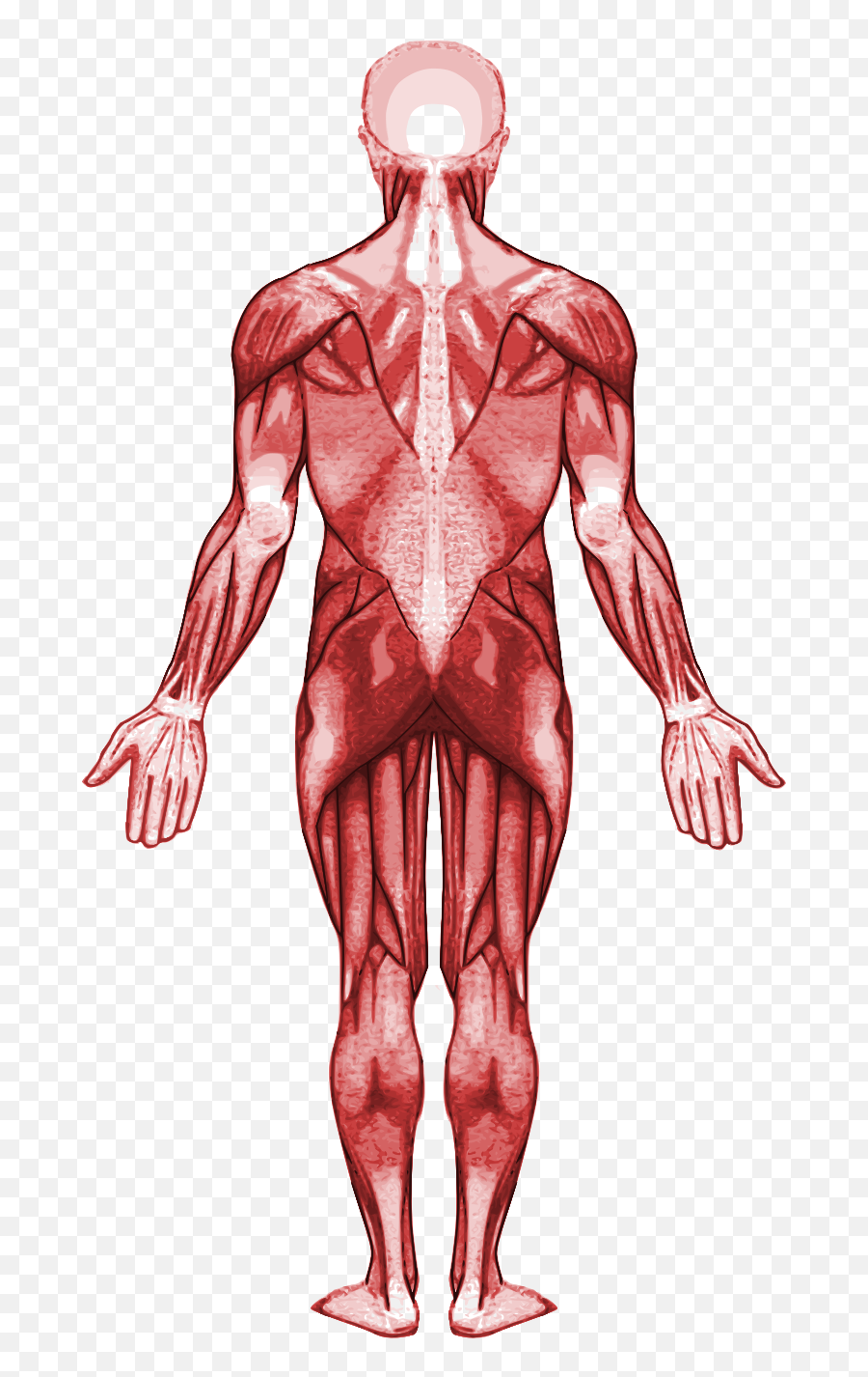 Filemuscular System - Backsvg Wikimedia Commons Worksheet Answer Muscular System Webquest Answers Png,Muscle Png