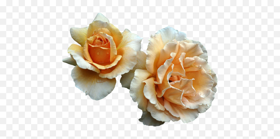 Image About Flowers In By Layla12345 - Aesthetic Orange Flower Transparent Png,Orange Flower Png