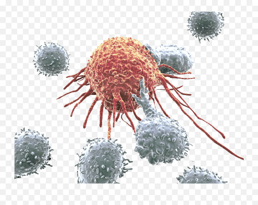 Cancer Cell Hero - Cancer Cells Picture Transparent Cancer Cell Cancer Transparent Background Png,Cells Png